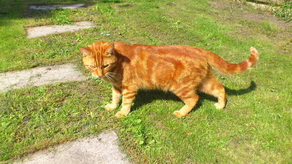 Custom Product Design