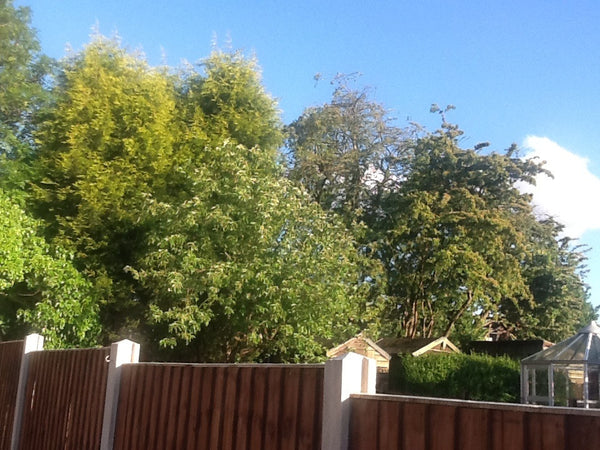 Custom Product Design